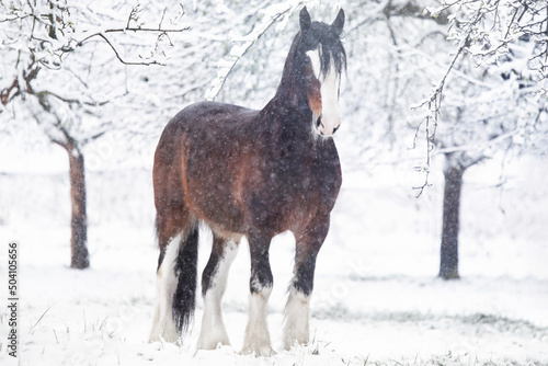 Photography Shire Horse Clydesdale Horse