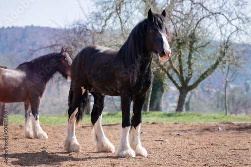 Shire Horse Clydesdale Horse