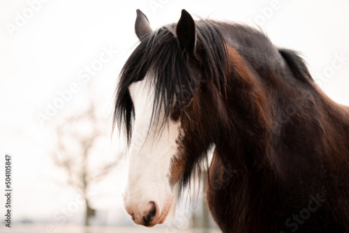 Shire Horse Clydesdale Horse