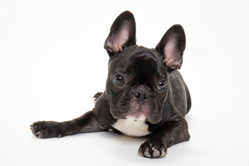 Leinwandbilder Französische Bulldogge Junge Französische Bulldogge im Studio  © worksdog.com