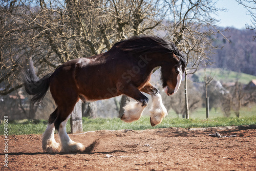 Shire Horse Clydesdale Horse