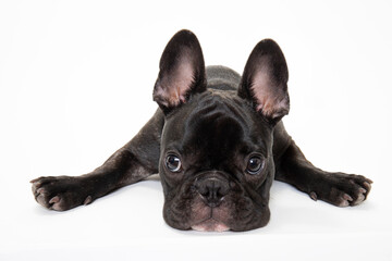 Leinwandbilder Französische Bulldogge Junge Französische Bulldogge Studioaufnahme  © worksdog.com