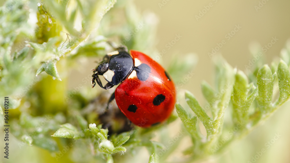 Obraz premium Red Ladybug on a Green Plant in Summer