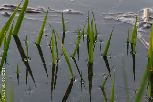 Flooded grass blades and old grass underwater close up, shore detail