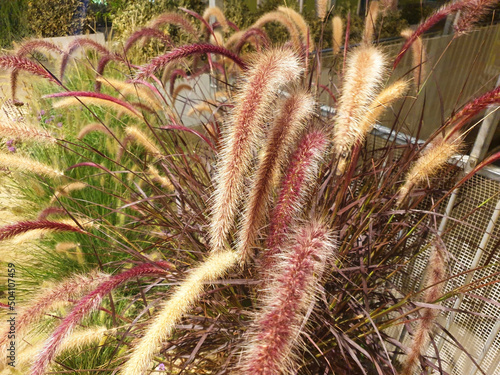 Pennisetum bush blooming in the garden. photo