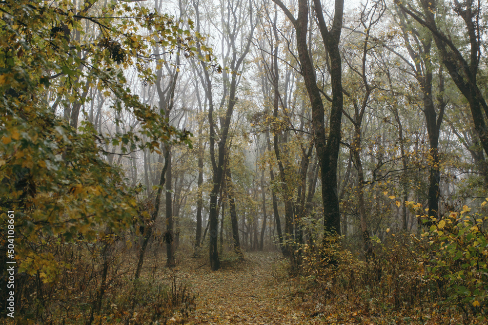 autumn forest in the morning