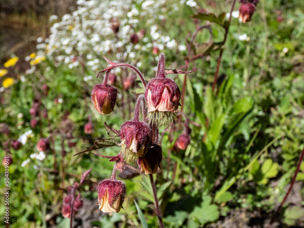 Obraz premium Close-up shot of nodding red flower of water avens (Geum rivale) growing in a green meadow surrounded with wild flowers in spring
