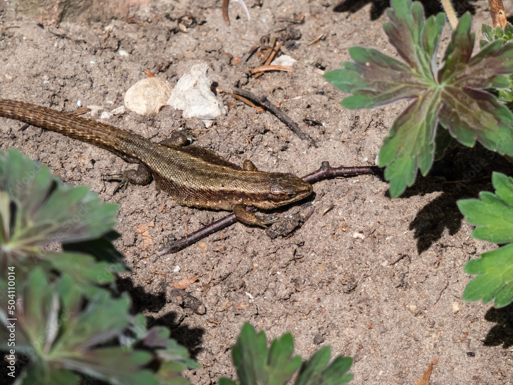 Viviparous lizard or common lizard (Zootoca vivipara) sunbathing in the brigth sun on the ground in the garden in spring. Detailed view of head and eye Viviparous lizard or common lizard (Zootoca vivipara) sunbathing in the brigth sun on the ground in the garden in spring. Detailed view of head and eye