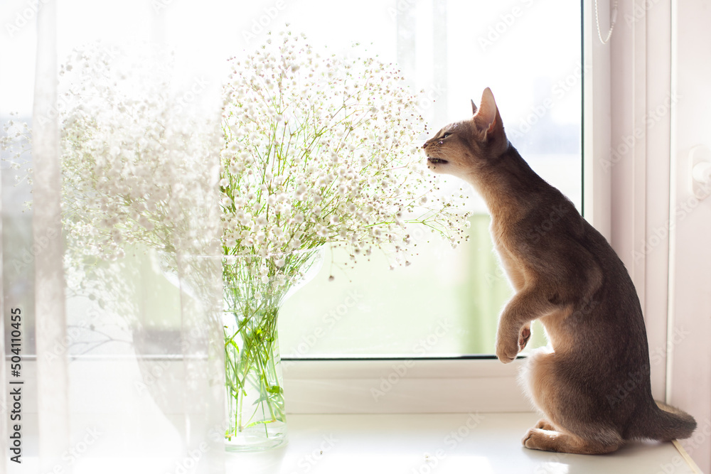 Cat eating Baby's breath flowers from bouquet on windowsill. Poisonous (toxic) plants for cats. Gypsophila is mildly toxic plant, ingestion can still lead to vomiting, diarrhea, anorexia. - obrazy, fototapety, plakaty 