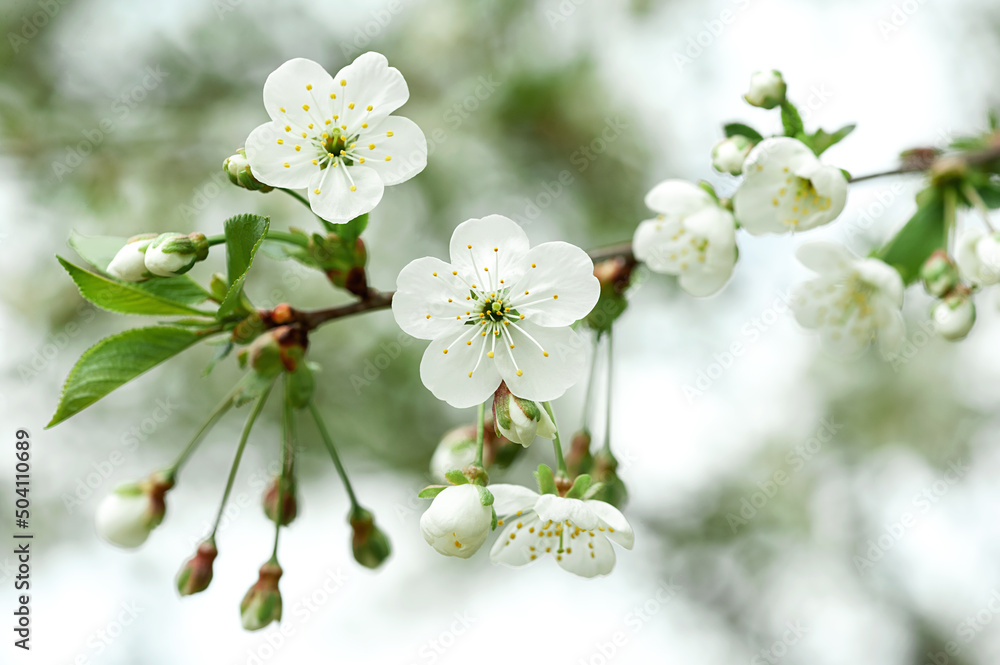 White flowers of blossoming apple tree in spring White flowers of blossoming apple tree in spring