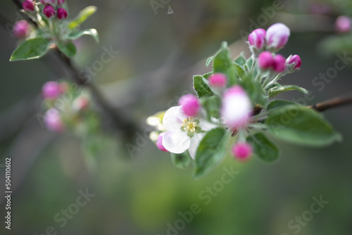 Blossoming apple tree © katrinbash