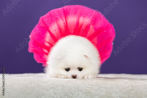 Fototapeta Naklejka Na Ścianę i Meble -  Cute Pomeranian dog in sunglasses
