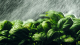 Watering aromatic green basil plant