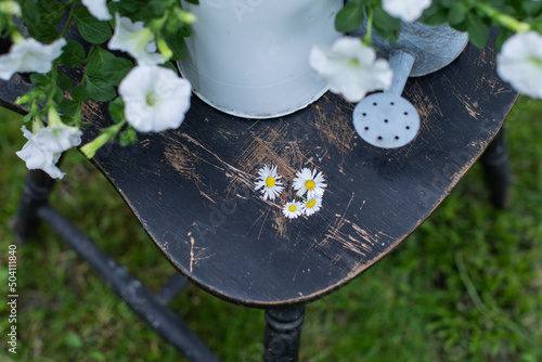 daisies on the old chair in the garden photo