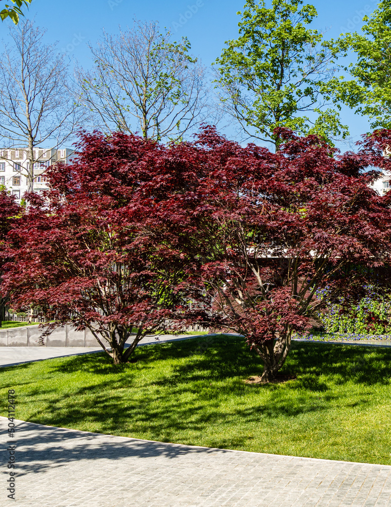 Naklejka premium Graceful Acer Palmatum Dissectum tree with red leaves on bank of artificial pond. Stylized Japanese courtyard in city park 