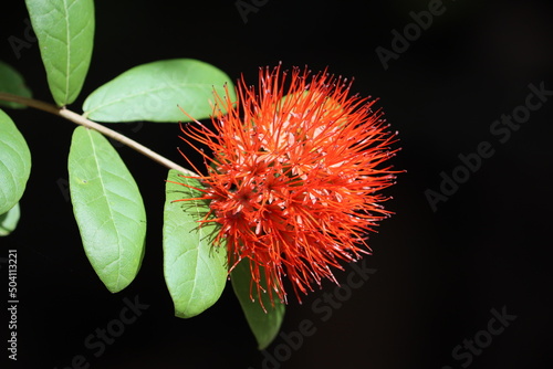 Brownea grandiceps is a species of tree in the family Fabaceae. Its common names include the rose of Venezuela and the scarlet flame bean. photo