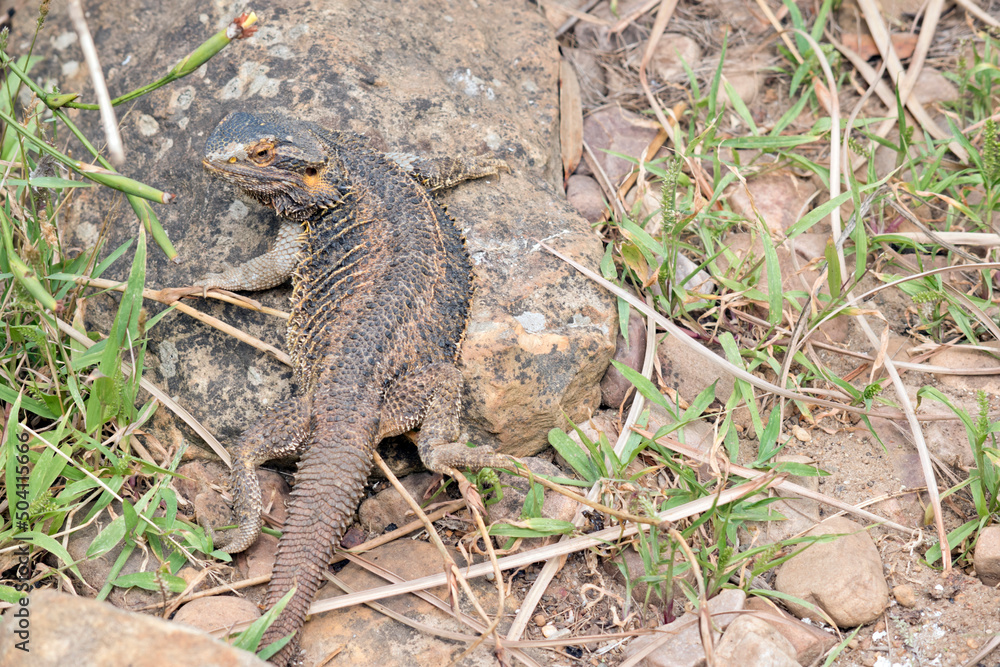 the bearded dragon is a lizard found in Australia the bearded dragon is a lizard found in Australia