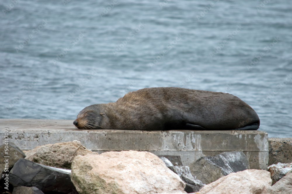 Fototapeta premium the fur seal has grey fur and whiskers and flippers