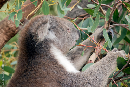 the koala is a grey and white marsupial with white fluffy ears and a big black nose