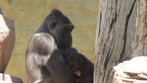 Gorilla mom and her baby iin a natural park - Western lowland gorilla photo