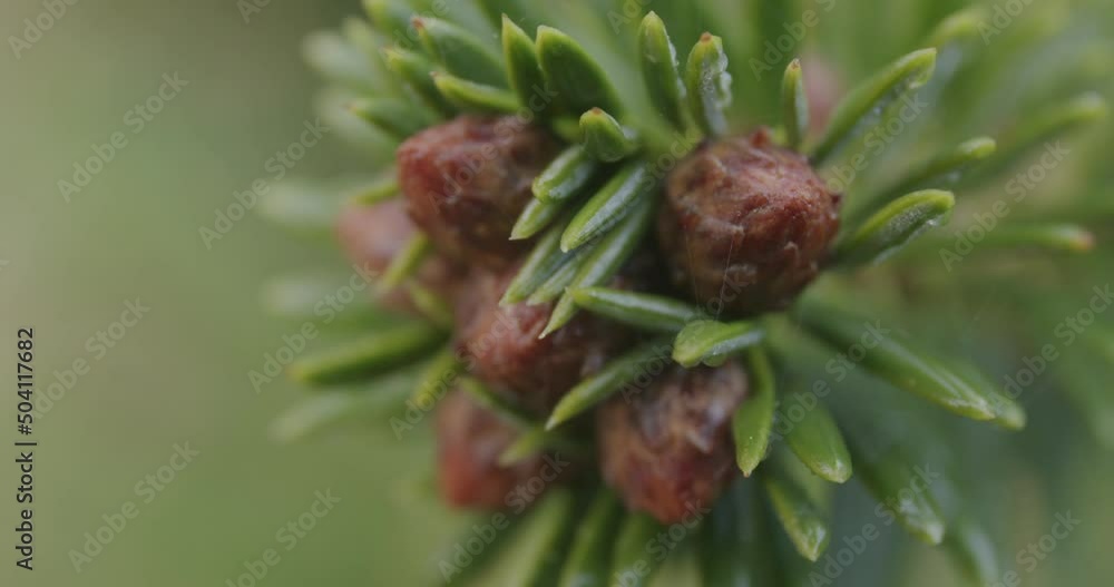 Macro shot of newborn pine cones are growing on a pine during autumn Macro shot of newborn pine cones are growing on a pine during autumn