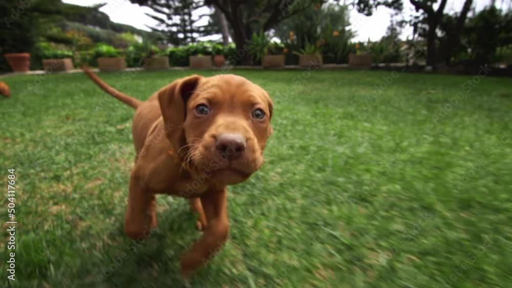 A one month old vizsla puppy dog runs and wands to play with the videocamera A one month old vizsla puppy dog runs and wands to play with the videocamera