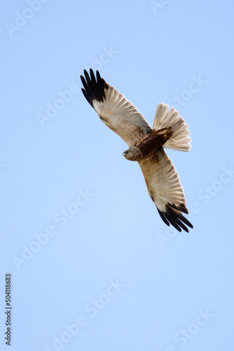 Western Marsh Harrier