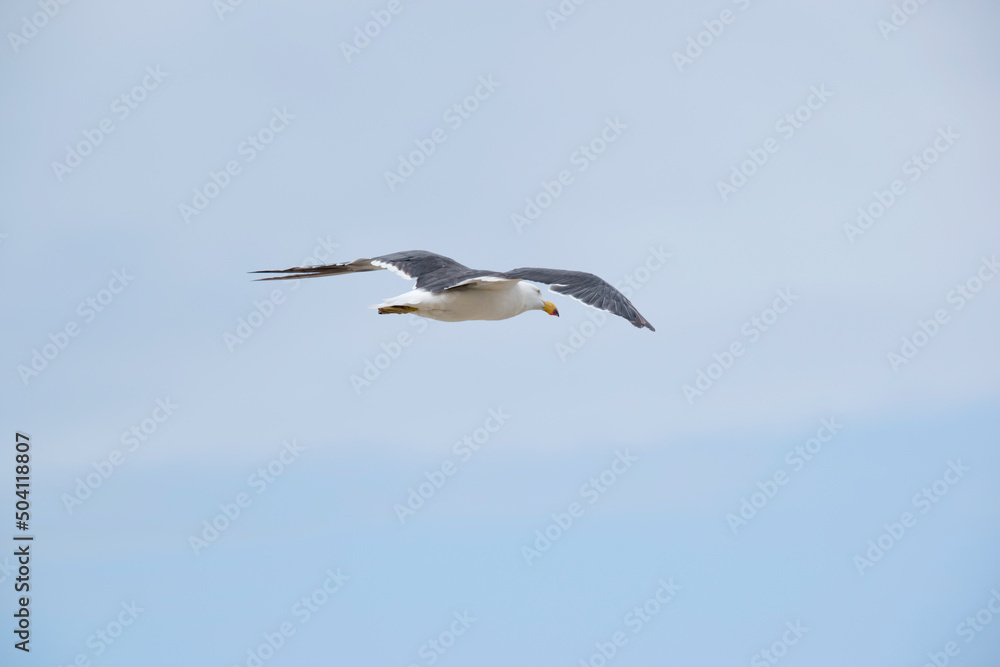 the Pacific gull is on the look out for food as he flies the Pacific gull is on the look out for food as he flies