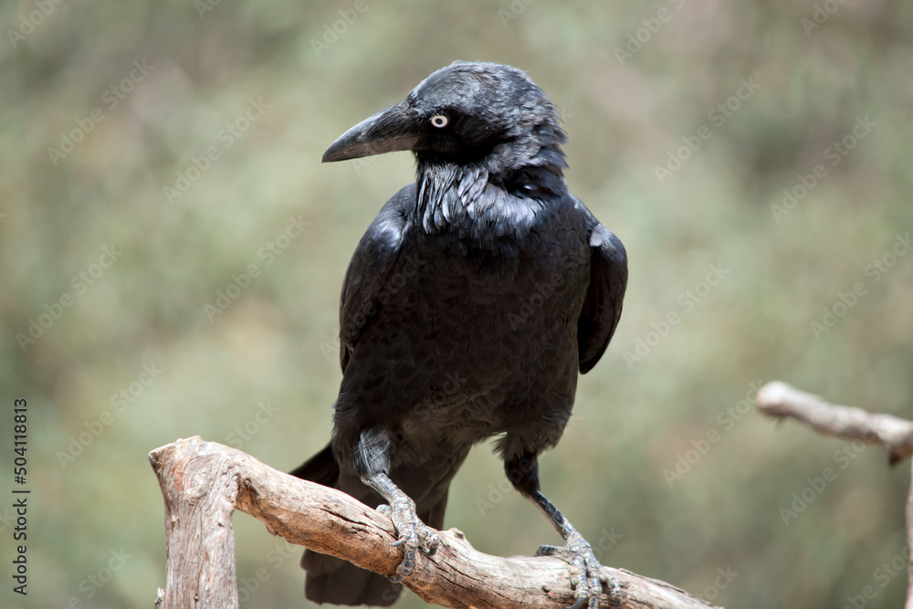 the australian raven ihas all-black plumage, beak and mouth, as well as strong grey-black legs and feet with a white eye