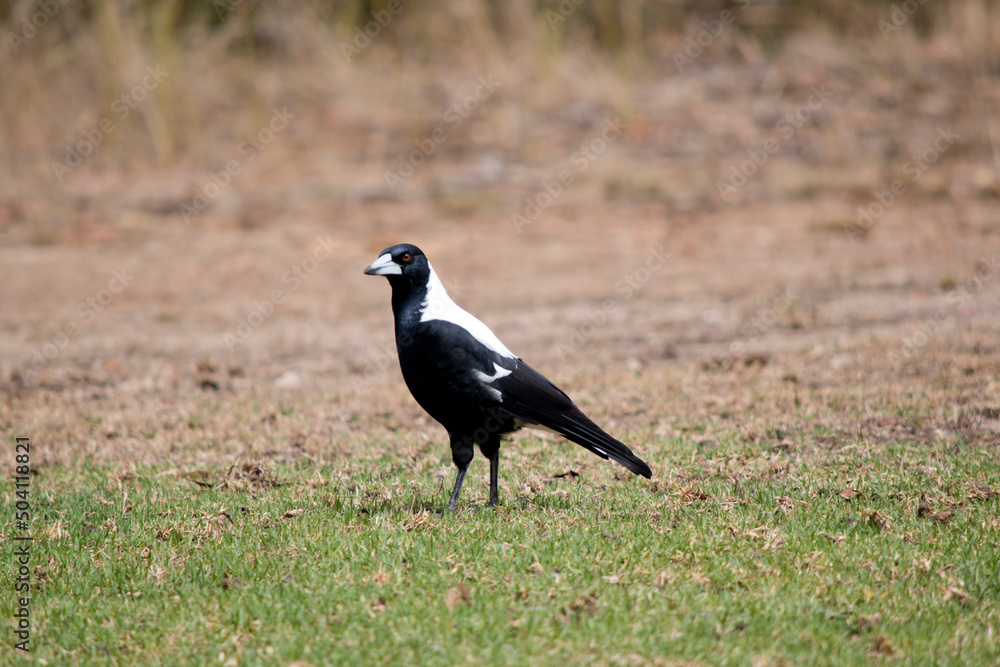 Fototapeta premium the magpie is a black and white bird with brown eyes