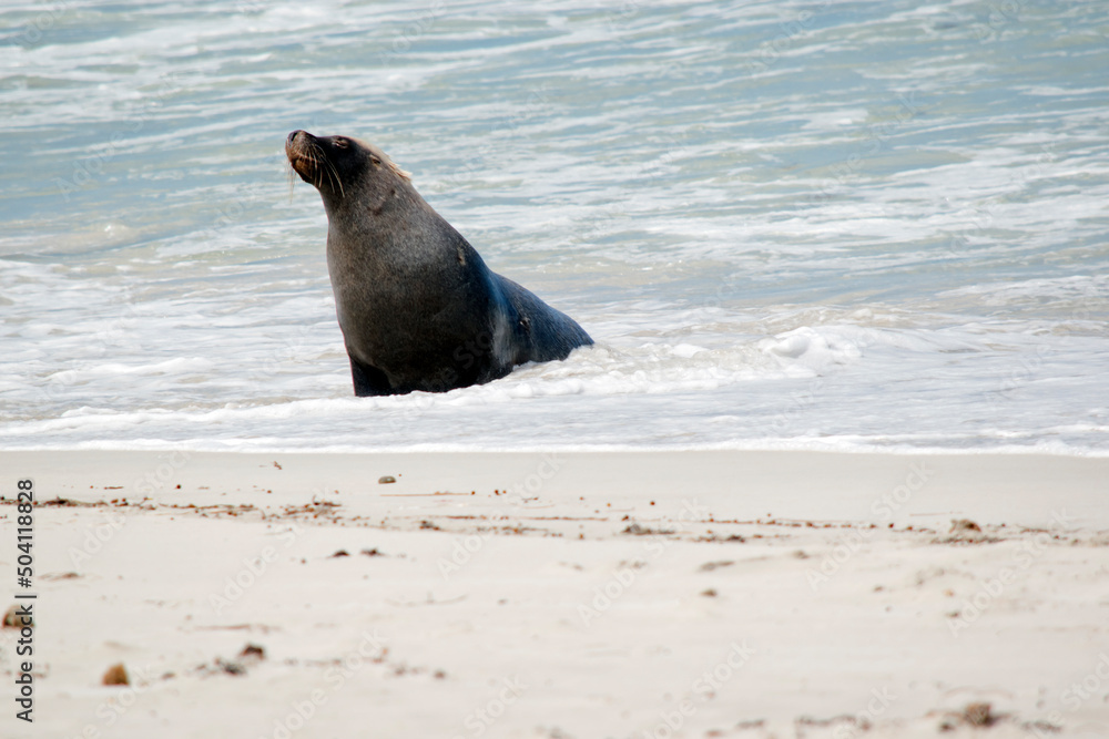 Fototapeta premium the male sea lion is all grey except for a patch of brown on their forhead