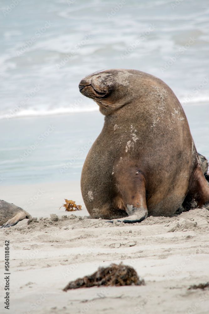 Obraz premium the sea lion is on the beach at seal bay