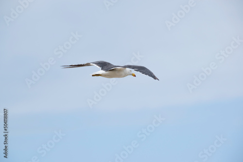 the Pacific gull is on the look out for food as he flies