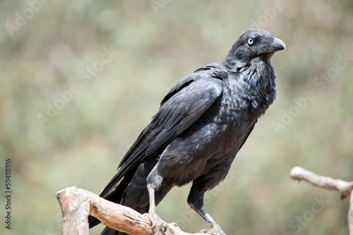 the Australian raven is a black bird is perched on a branch