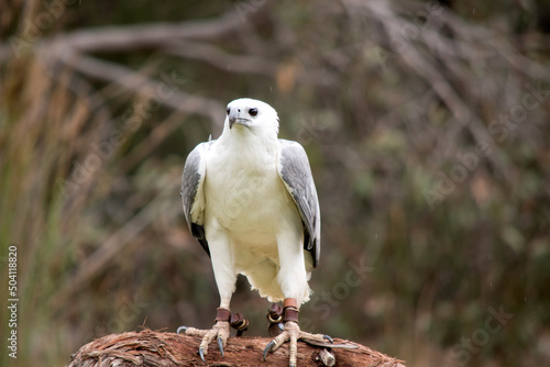 The White-bellied Sea-Eagle is the second largest raptor found in Australia