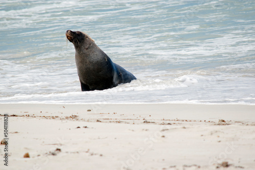 the male sea lion is all grey except for a patch of brown on their forhead