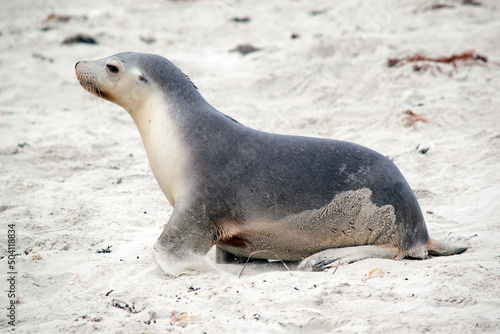 this is a side view of sea lion pup on the beach