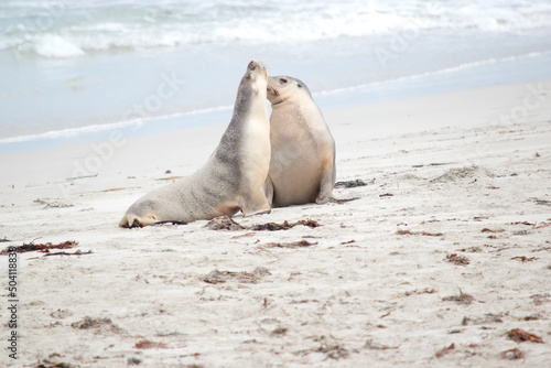 the sea lions are on the beach at Seal Bay