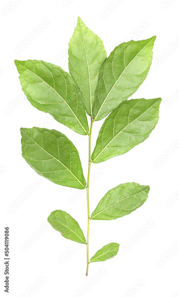 fresh green leaves branches isolated on white background