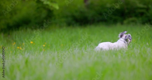 English setter running at the park slow motion
