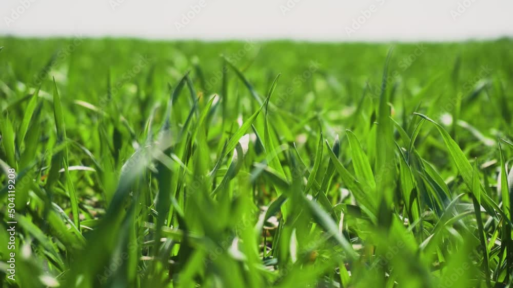 Close up wheat field ripening at spring season with swaying sprouts in wind, agricultural landscape. Concept of work in agronomic farm and production organic food Close up wheat field ripening at spring season with swaying sprouts in wind, agricultural landscape. Concept of work in agronomic farm and production organic food