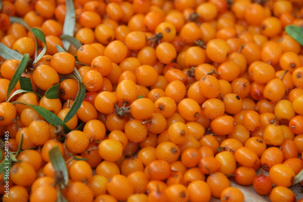 Lots of ripe sea buckthorn berries