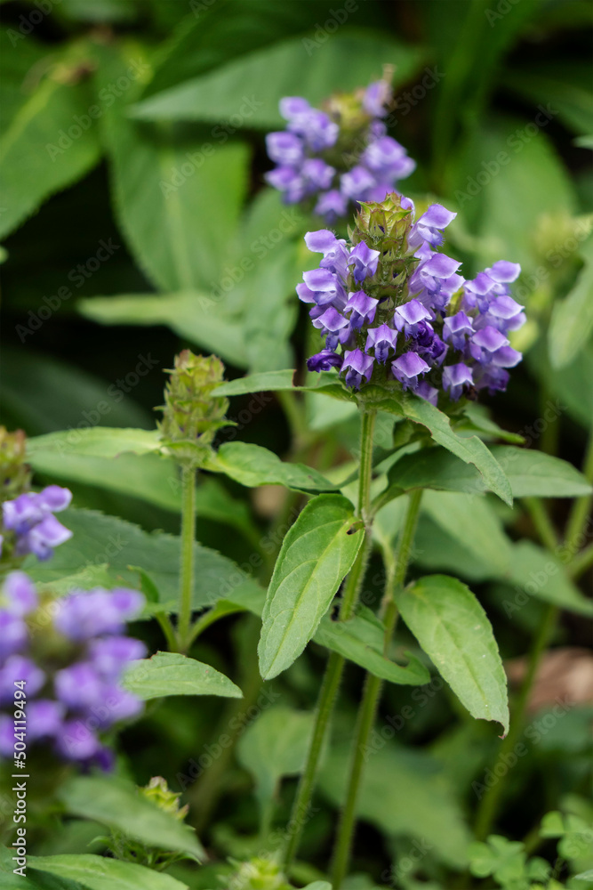 ウツボグサ(Prunella vulgaris L. subsp. asiatica)をクローズアップ/シソ科 ウツボグサ(Prunella vulgaris L. subsp. asiatica)をクローズアップ/シソ科