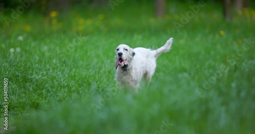 English setter running at the park slow motion