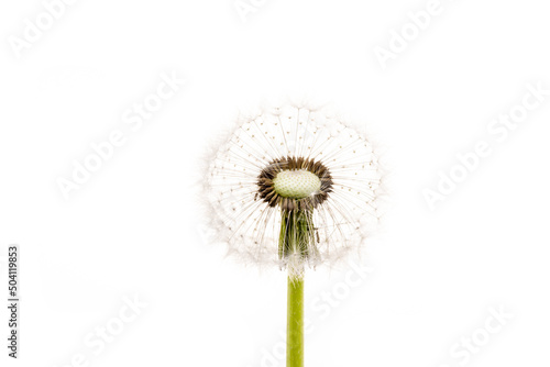 dandelion isolated on white