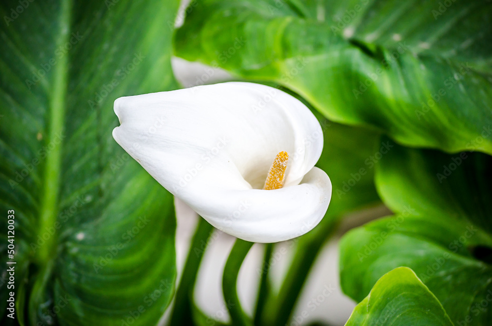 Obraz premium Isolated White Calla Lillie Flower Surrounded By Big Green Leaves in a Garden. Beautiful Arum Lily in Full Bloom.