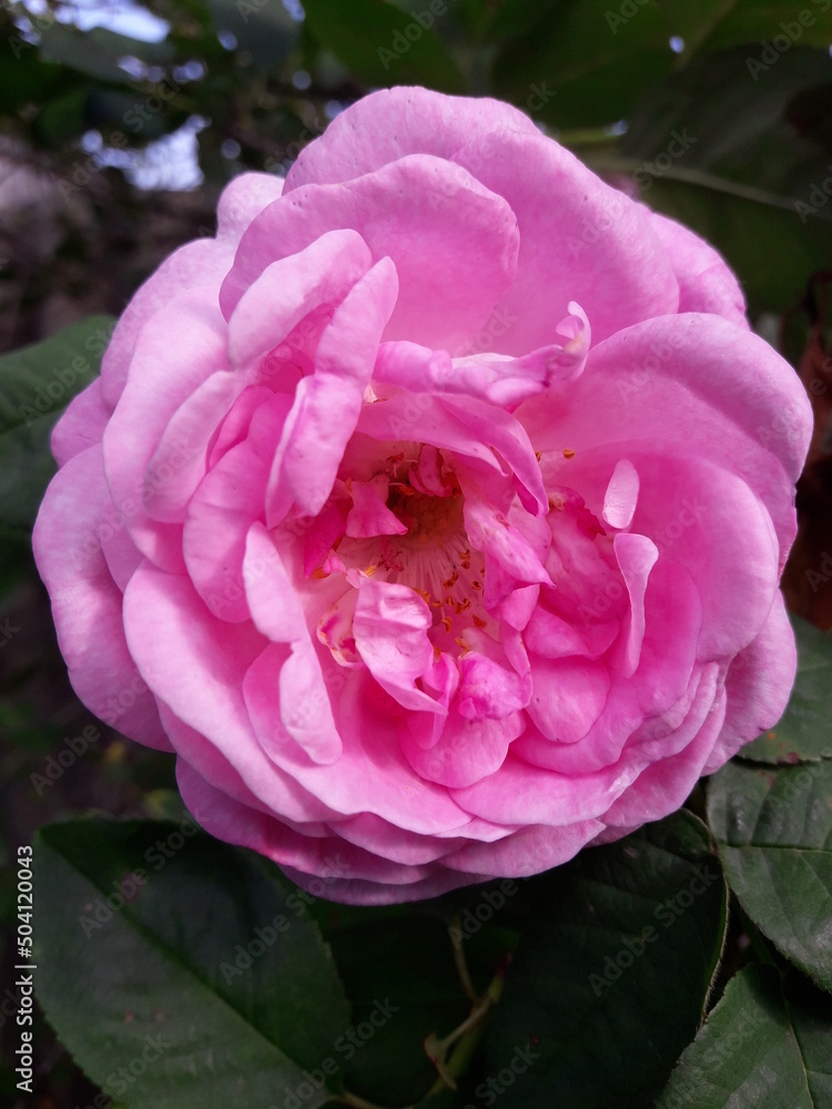 pink rose in garden pink rose in garden