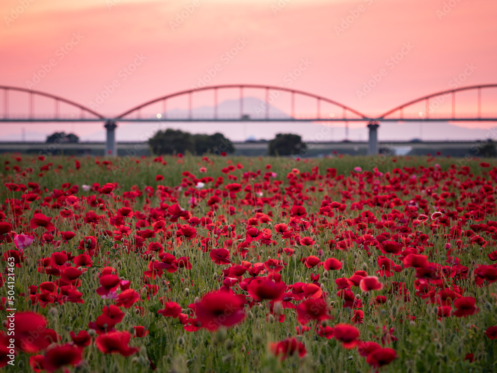 こうのす花まつり 夕焼けのポピー花畑