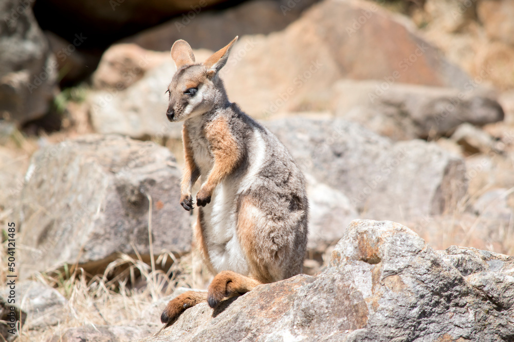 the female yellow footed rock wallaaby is hiding in the rocks the female yellow footed rock wallaaby is hiding in the rocks