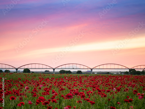 Obraz na płótnie こうのす花まつり 夕焼けのポピー花畑 w salonie